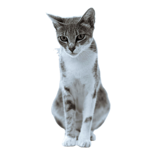 Cute Tabby Cat Sitting Indoors, Captured In Soft Natural Light. Perfect Pet Portrait For Stock Use. 15932 - Cat PNG image with transparent background